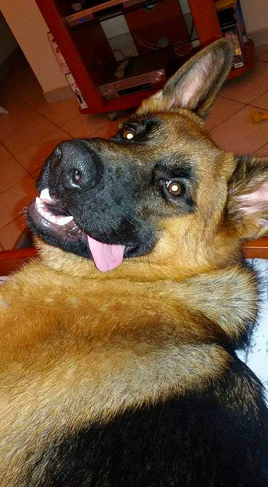 Lupo a rejoint le concours — aidez-le/la à gagner de superbes lots ! belgian_shepherd_malinois, canidae, carnivore, companion_dog, dog, dog_breed, ear, east_european_shepherd, eye, fawn, fur, german_shepherd_dog, herding_dog, jaw, king_shepherd, old_german_shepherd_dog, snout, sporting_group, whiskers, working_dog