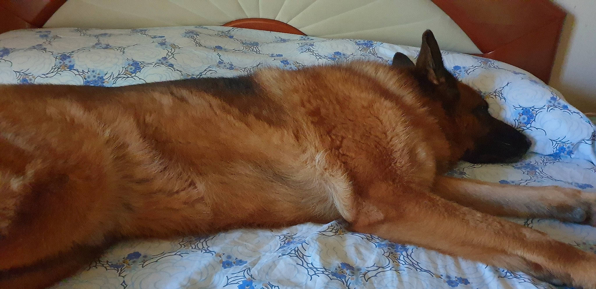 Lupo a rejoint le concours — aidez-le/la à gagner de superbes lots ! canidae, carnivore, comfort, companion_dog, dog, dog_breed, fawn, felidae, foot, fur, human_leg, linens, liver, paw, small_to_medium_sized_cats, tail, terrestrial_animal, whiskers, wood, working_animal