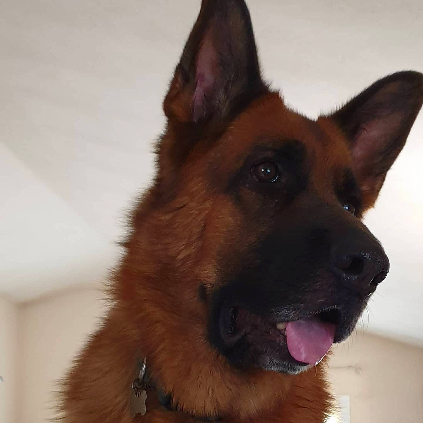 Lupo a rejoint le concours — aidez-le/la à gagner de superbes lots ! ancient_dog_breeds, canidae, carnivore, collar, companion_dog, dog, dog_breed, dog_collar, fawn, fur, german_shepherd_dog, herding_dog, jaw, king_shepherd, liver, snout, sporting_group, whiskers, working_animal, working_dog