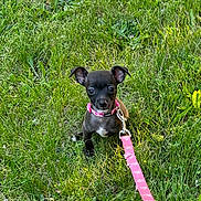 Coco Bean joined the competition — help win amazing prizes! puppy, dog, grass, leash, collar, outdoor, pet, animal, cute, small, black_dog, young, nature, greenery, sitting, ears, curious, adorable, playful, summer