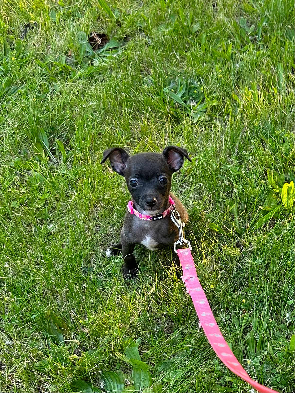 Coco Bean