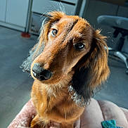 Alogot a rejoint le concours — aidez-le/la à gagner de superbes lots ! brown_fur, close_up, cute, dachshund, dog, eyes, floor, head_tilt, home, indoor, long_ears, nose, pet, playful, plush_bed, portrait, puppy, sunlight, toys, whiskers