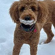 Penny joined the competition — help win amazing prizes! dog, brown_dog, curly_fur, snow, outdoor, pet, animal, collar, fur, mustache, winter, cute, playful, canine, standing, snowy, friendly, muzzle, ears, nose