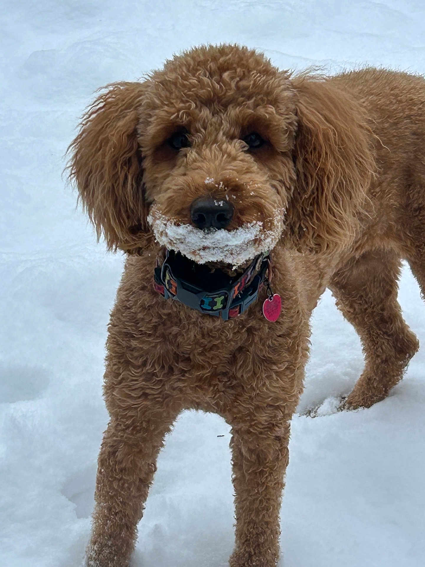 Penny joined the competition — help win amazing prizes! dog, brown_dog, curly_fur, snow, outdoor, pet, animal, collar, fur, mustache, winter, cute, playful, canine, standing, snowy, friendly, muzzle, ears, nose