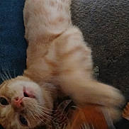Booboo joined the competition — help win amazing prizes! cat, orange_cat, feline, pet, closeup, blurry, paw, whiskers, fur, lying_down, indoor, cozy, relaxed, animal, cute, face, mouth, soft, texture, resting