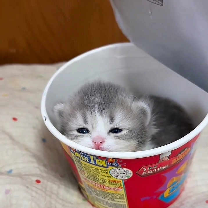 Peanut joined the competition — help win amazing prizes! kitten, cat, cup, food_container, sleepy, cute, pet, animal, soft, blanket, patterned, cozy, indoor, small, fur, whiskers, eyes, head, closeup, resting