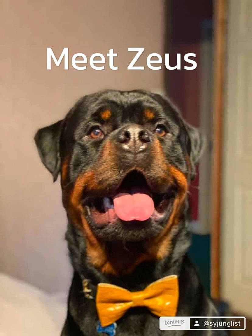 Zeus joined the competition — help win amazing prizes! ancient_dog_breeds, canidae, carnivore, collar, companion_dog, dog, dog_breed, dog_collar, dog_supply, fur, guard_dog, hunting_dog, puppy, rottweiler, snout, sporting_group, terrestrial_animal, whiskers, working_animal, working_dog
