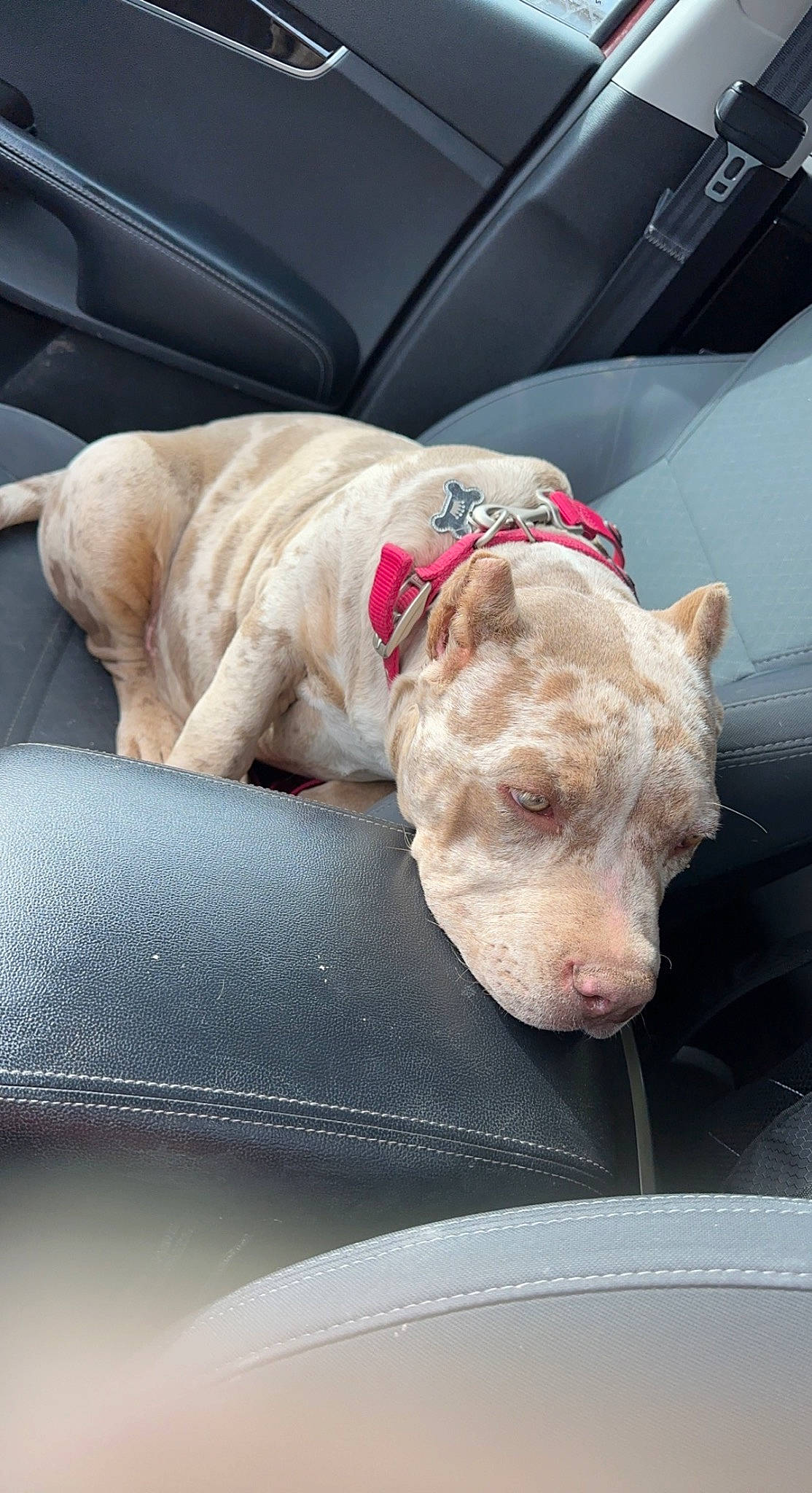 Khaleesi is registered to the contest to win money with this photo: auto_part, canidae, car_seat, carnivore, collar, comfort, companion_dog, dog, dog_breed, dog_collar, dog_supply, family_car, fawn, liver, snout, sporting_group, vehicle, vehicle_door, windshield, working_animal