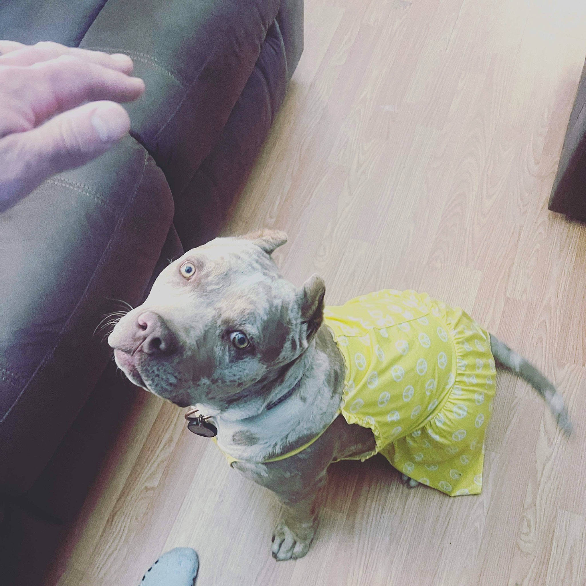 Khaleesi is registered to the contest to win money with this photo: canidae, carnivore, collar, comfort, companion_dog, dog, dog_breed, dog_clothes, dog_collar, dog_supply, fawn, flooring, hardwood, non_sporting_group, pet_supply, snout, sporting_group, tail, terrestrial_animal, working_animal