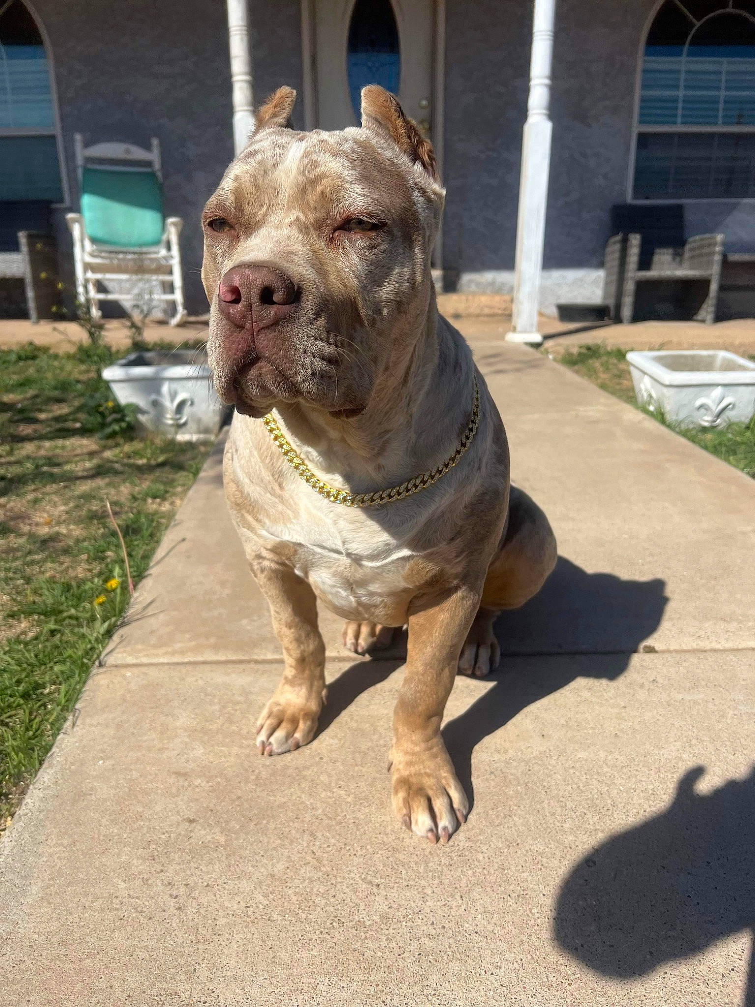 Khaleesi is registered to the contest to win money with this photo: bulldog, canidae, carnivore, companion_dog, dog, dog_breed, door, fawn, grass, liver, molosser, plant, road_surface, snout, sporting_group, terrestrial_animal, window, working_animal, working_dog, wrinkle