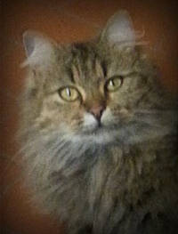 Nestor participe au concours pour gagner de l'argent avec cette photo : carnivore, cat, darkness, domestic_short_haired_cat, felidae, fur, photo_caption, small_to_medium_sized_cats, snout, terrestrial_animal, whiskers