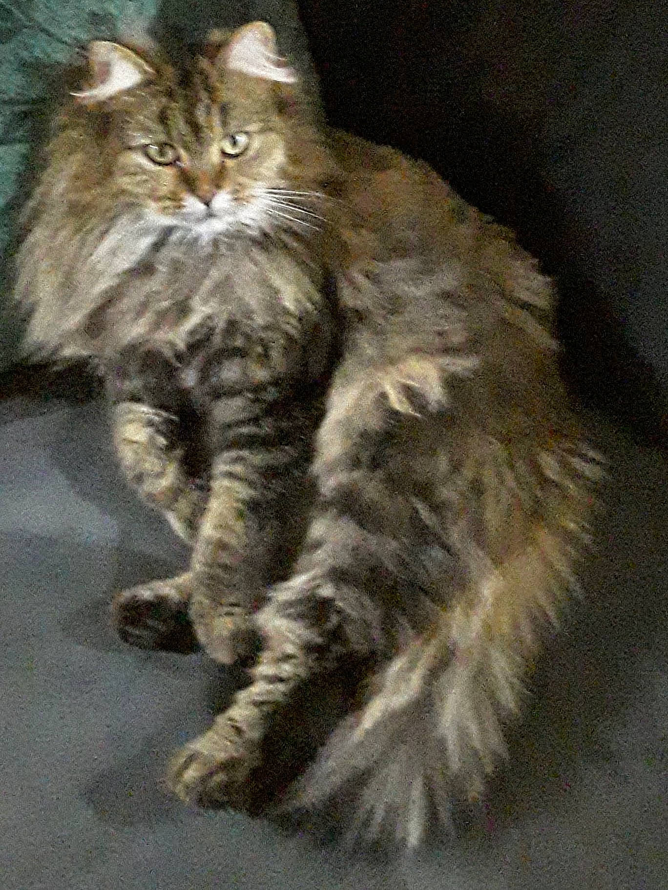 Nestor a rejoint le concours — aidez-le/la à gagner de superbes lots ! carnivore, cat, claw, domestic_short_haired_cat, felidae, fur, maine_coon, paw, small_to_medium_sized_cats, snout, tail, terrestrial_animal, whiskers