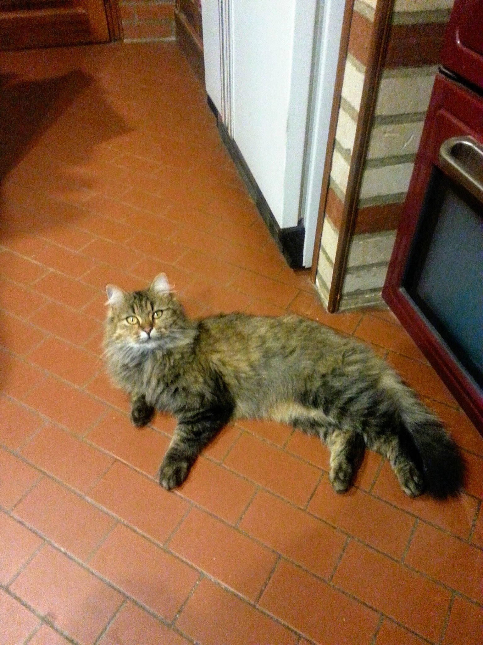 Nestor participe au concours pour gagner de l'argent avec cette photo : carnivore, cat, claw, comfort, domestic_short_haired_cat, door, fawn, felidae, floor, flooring, fur, hardwood, paw, small_to_medium_sized_cats, snout, tail, terrestrial_animal, whiskers, wood, wood_stain