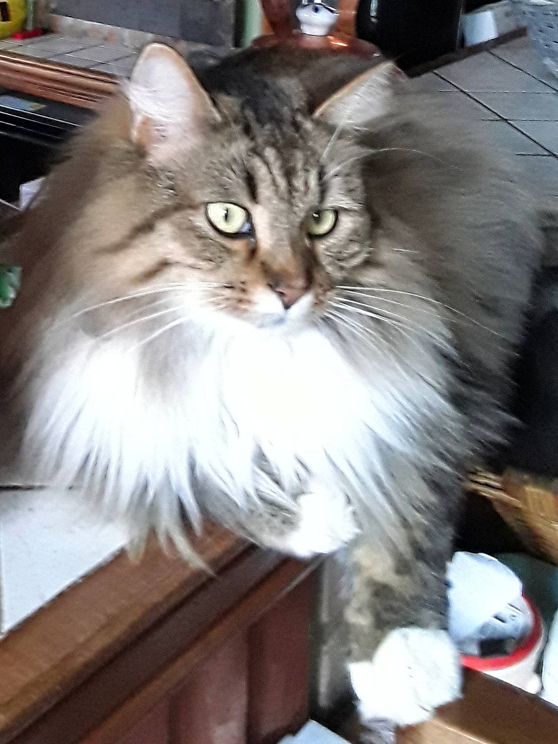 Nina a rejoint le concours — aidez-le/la à gagner de superbes lots ! american_curl, asian_semi_longhair, british_semi_longhair, carnivore, cat, cymric, domestic_long_haired_cat, fawn, felidae, maine_coon, mammal, norwegian_forest_cat, ragamuffin, siberian, small_to_medium_sized_cats, vertebrate, whiskers