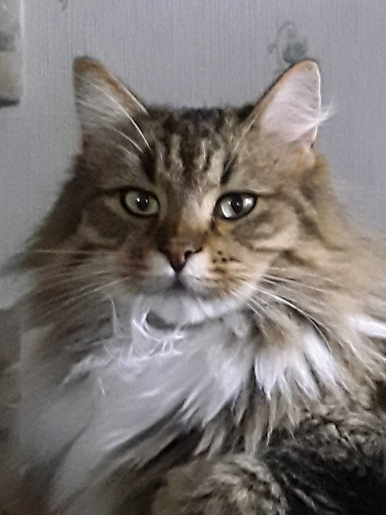 Nina a rejoint le concours — aidez-le/la à gagner de superbes lots ! american_curl, asian, asian_semi_longhair, british_semi_longhair, carnivore, cat, domestic_long_haired_cat, felidae, kitten, maine_coon, mammal, norwegian_forest_cat, pixie_bob, ragamuffin, siberian, small_to_medium_sized_cats, tabby_cat, vertebrate, whiskers, wild_cat