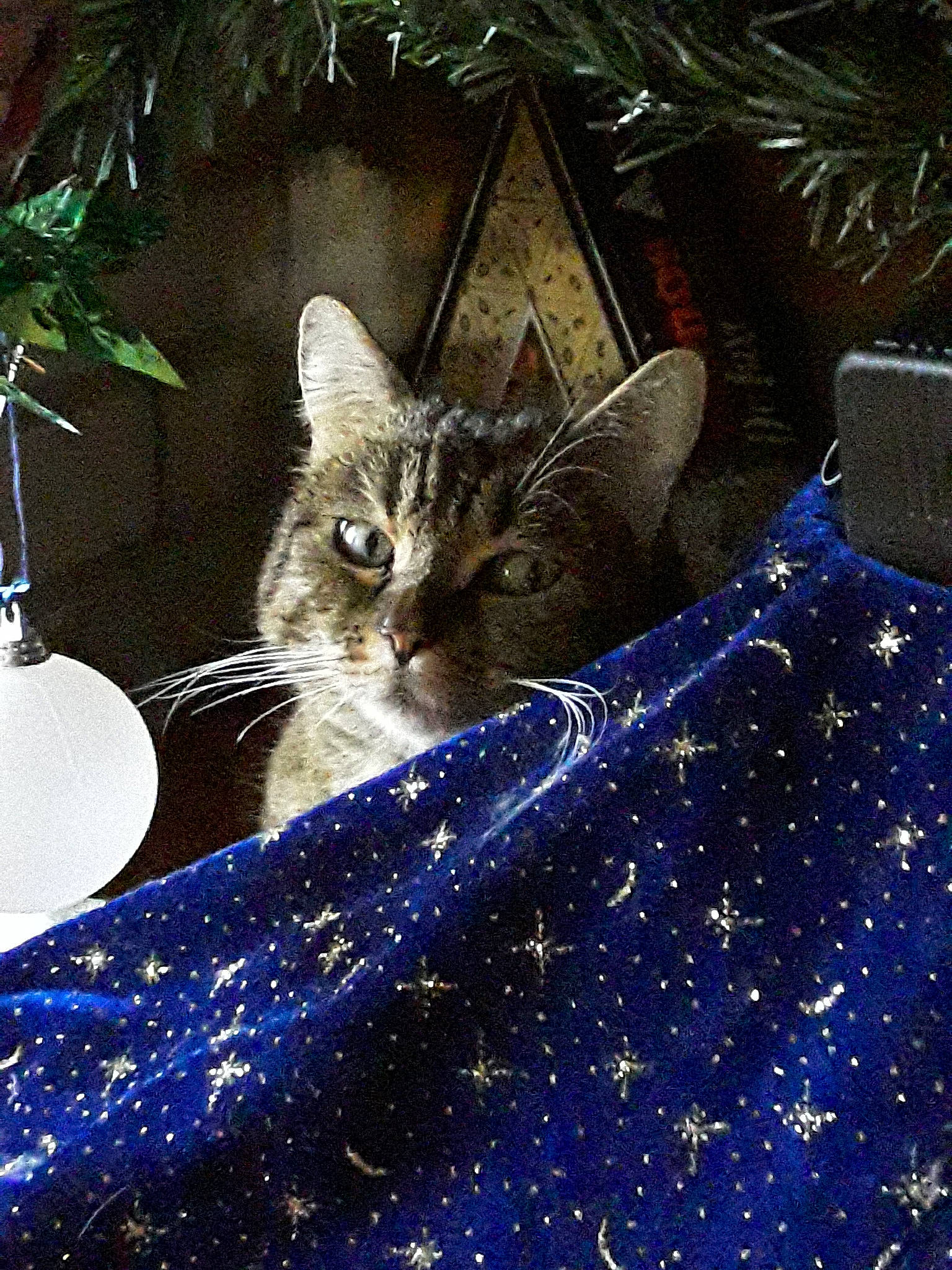 Choupette a rejoint le concours — aidez-le/la à gagner de superbes lots ! asian, carnivore, cat, christmas, christmas_eve, christmas_ornament, domestic_short_haired_cat, european_shorthair, felidae, interior_design, kitten, small_to_medium_sized_cats, space, tabby_cat, tree, whiskers, wild_cat