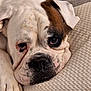Isko participe au concours pour gagner de l'argent avec cette photo : animal, brown_fur, bulldog, close_up, companion, cozy, cushion, dog, face, indoors, nose, paw, pet, portrait, relaxing, resting, sleepy, texture, white_fur, wrinkles