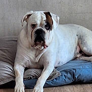 Isko a rejoint le concours — aidez-le/la à gagner de superbes lots ! animal, brown_patch, bulldog, canine, companion, cushion, dog, domestic, ears, face, floor, indoor, lying_down, mammal, paw, pet, portrait, relaxed, resting, white_dog