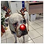 Isko participe au concours pour gagner de l'argent avec cette photo : animal, christmas, christmas_decor, christmas_tree, cute, decorations, dog, eyes, face, festive, funny, holiday, holiday_costume, indoor, pet, portrait, red_nose, reindeer_antlers, tiled_floor, white_dog