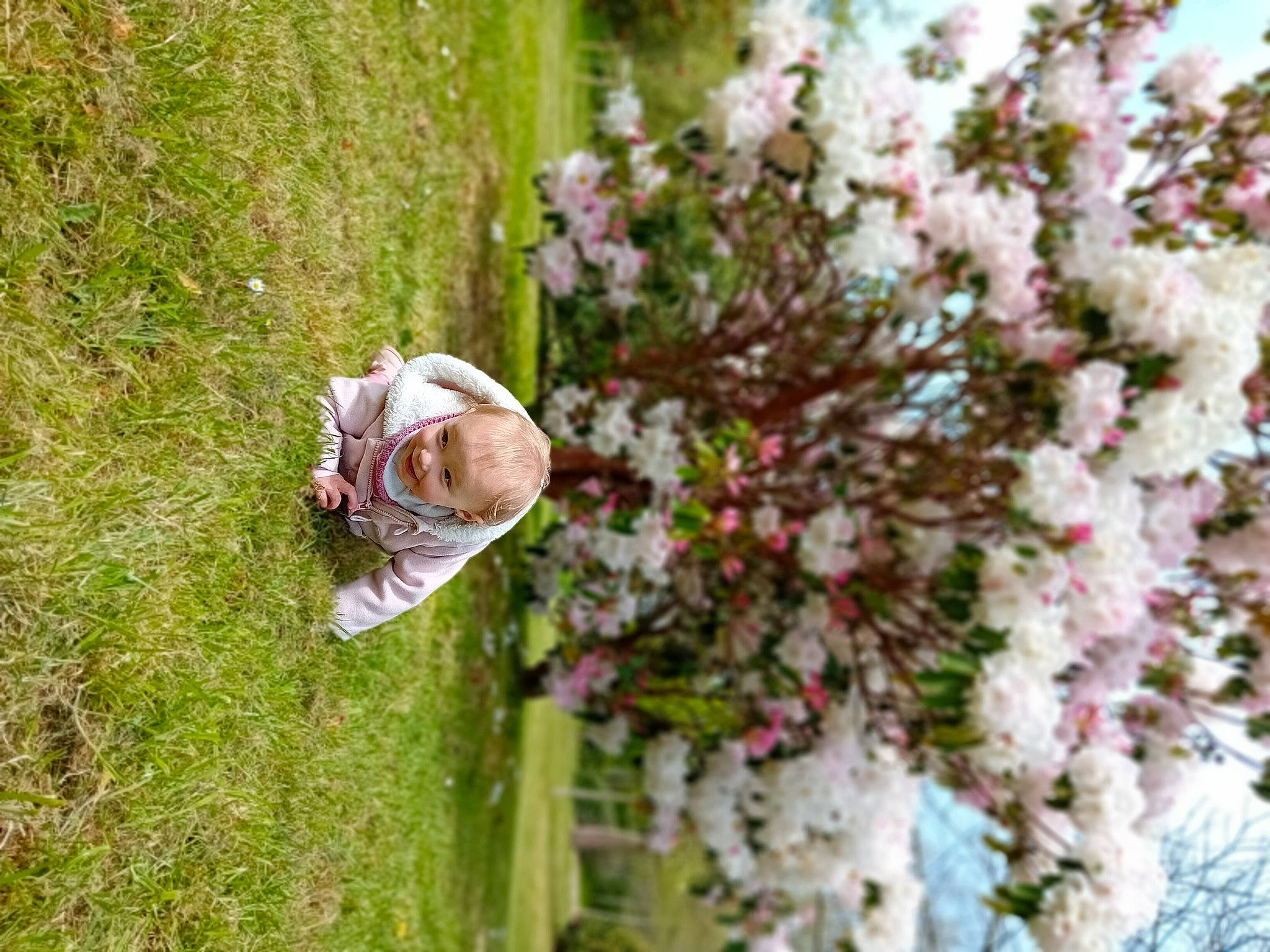 Capucine participe au concours pour gagner de l'argent avec cette photo : blossom, botany, cherry_blossom, flower, flowering_plant, garden, grass, groundcover, happy, joy, landscape, people_in_nature, person, petal, pink, plant, rose_family, shrub, tree, twig
