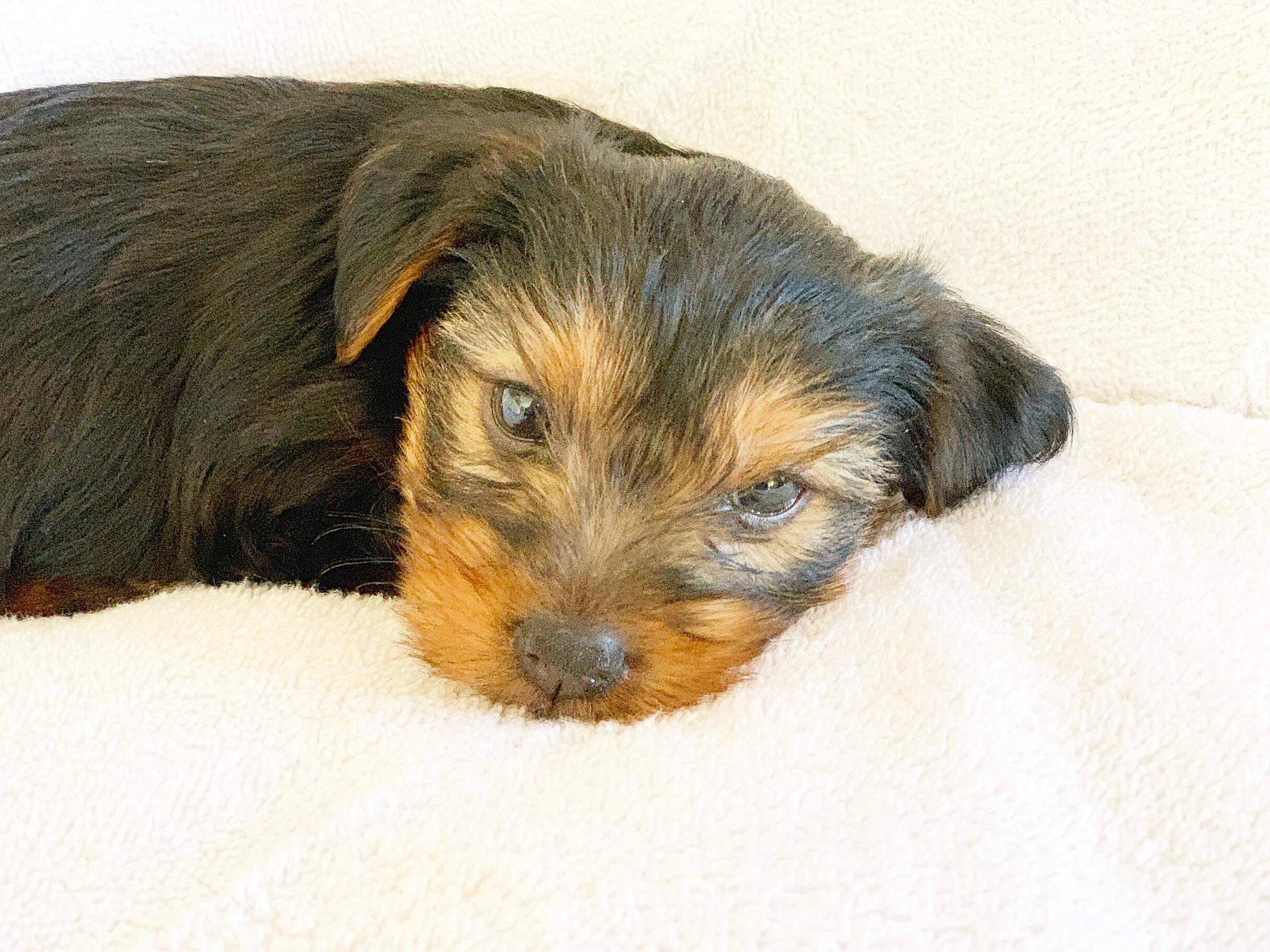 Brodie is registered to the contest to win money with this photo: australian_silky_terrier, australian_terrier, black_and_tan_terrier, canidae, carnivore, companion_dog, dog, dog_breed, mammal, morkie, norfolk_terrier, puppy, rare_breed_dog, schnoodle, small_terrier, sporting_lucas_terrier, terrier, vertebrate, yorkipoo, yorkshire_terrier