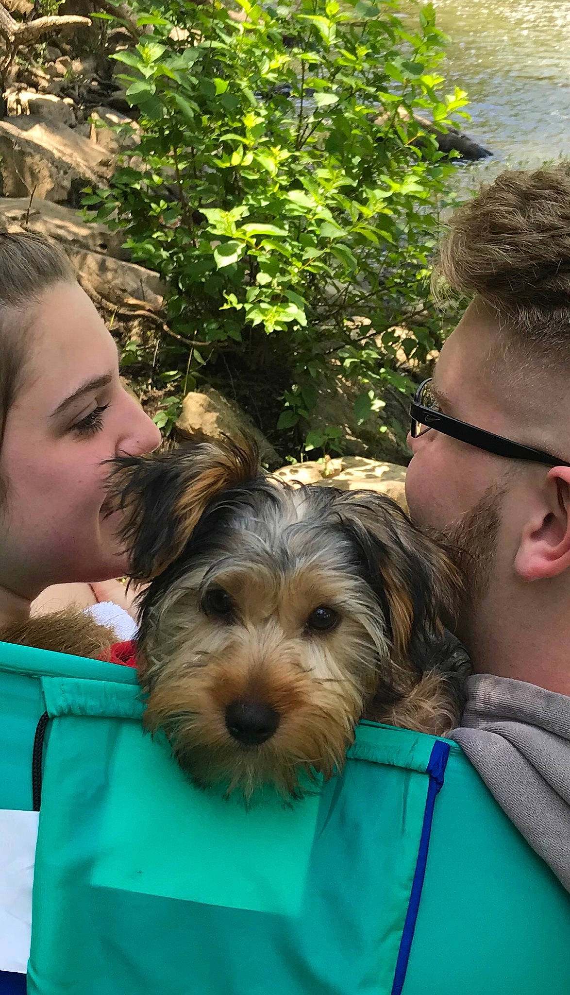 Brodie joined the competition — help win amazing prizes! australian_silky_terrier, australian_terrier, bosnian_coarse_haired_hound, canidae, carnivore, companion_dog, dog, dog_breed, mammal, morkie, norwich_terrier, puppy, puppy_love, schnoodle, small_terrier, sporting_group, sporting_lucas_terrier, terrier, toy_dog, yorkshire_terrier