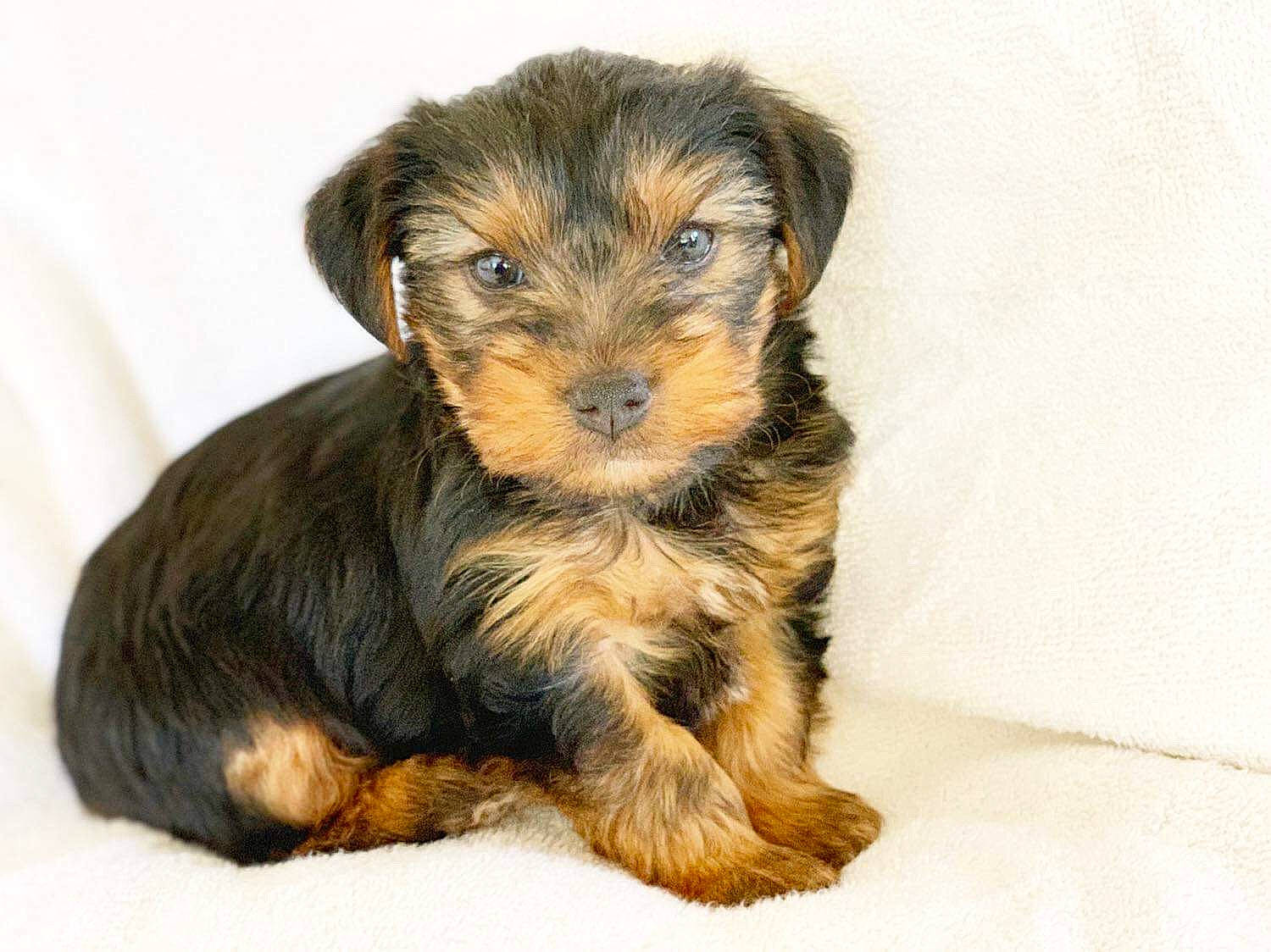 Brodie is registered to the contest to win money with this photo: black_and_tan_terrier, canidae, carnivore, companion_dog, dog, dog_breed, mammal, morkie, norfolk_terrier, puppy, rare_breed_dog, schnoodle, small_terrier, terrier, vertebrate, welsh_terrier, yorkipoo, yorkshire_terrier