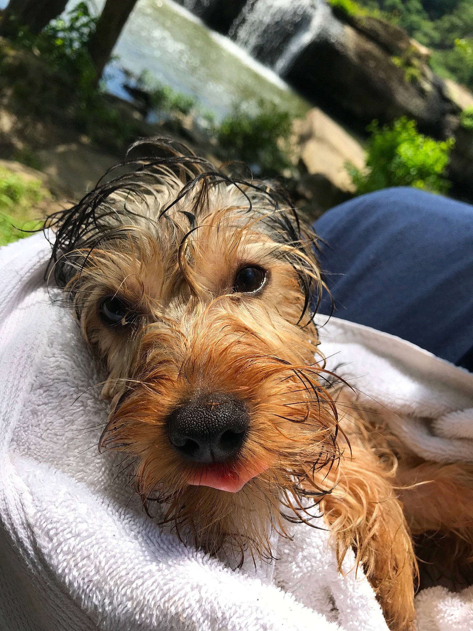 Brodie is registered to the contest to win money with this photo: bosnian_coarse_haired_hound, cairn_terrier, canidae, carnivore, companion_dog, dog, dog_breed, dutch_smoushond, glen_of_imaal_terrier, mammal, puppy, rare_breed_dog, schnoodle, small_terrier, snout, sporting_group, sporting_lucas_terrier, terrier, vertebrate, yorkshire_terrier