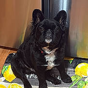 Jasper is registered to the contest to win money with this photo: dog, puppy, black_dog, sitting, portrait, indoors, floor, lemon_mat, citrus, yellow, black_fur, white_chest, pointed_ears, collar, pet, home, wood_floor, door, centered_composition, blessed