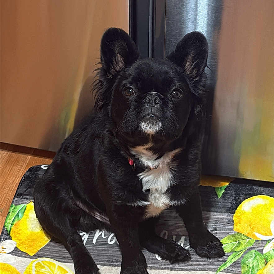 Jasper is registered to the contest to win money with this photo: dog, puppy, black_dog, sitting, portrait, indoors, floor, lemon_mat, citrus, yellow, black_fur, white_chest, pointed_ears, collar, pet, home, wood_floor, door, centered_composition, blessed