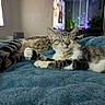 animal, aquarium, bed, blanket, blue, cat, comfort, cozy, cute, fish_tank, fur, home, indoor, lights, pet, relaxation, resting, sleeping, tabby_cat, whiskers