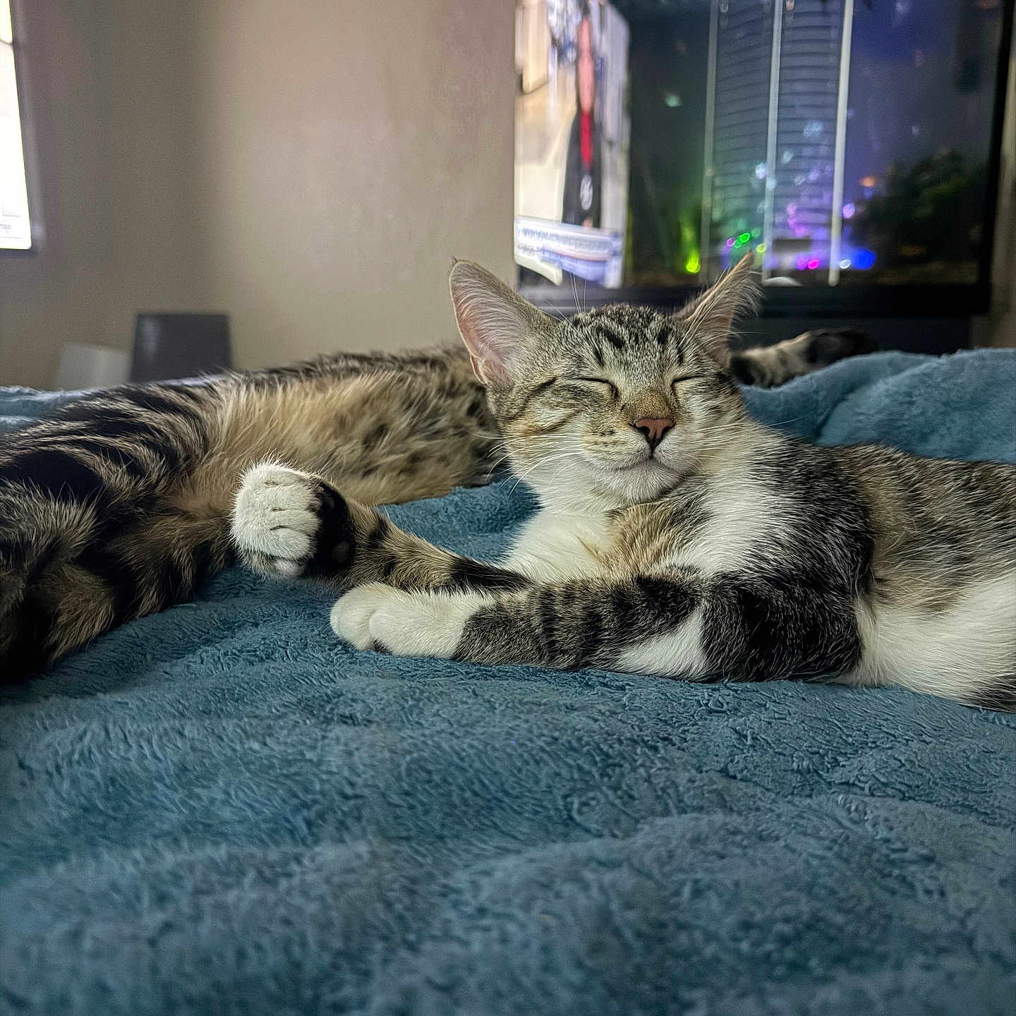 Pugsley is registered to the contest to win money with this photo: cat, tabby_cat, sleeping, resting, pet, indoor, blanket, blue, fish_tank, aquarium, lights, fur, whiskers, cozy, relaxation, animal, home, comfort, bed, cute
