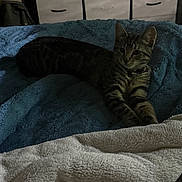 Wednesday is registered to the contest to win money with this photo: cat, tabby_cat, blanket, furniture, drawer, indoor, pet, resting, cozy, soft_texture, striped, animal, sleepy, bedroom, domestic_cat, cute, feline, relaxed, warm, quiet