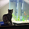 Wednesday is registered to the contest to win money with this photo: cat, aquarium, fish, tank, indoor, curious, pet, animal, water, plant, lighting, table, blue_cloth, decor, feline, collar, small_fish, glass, home, night