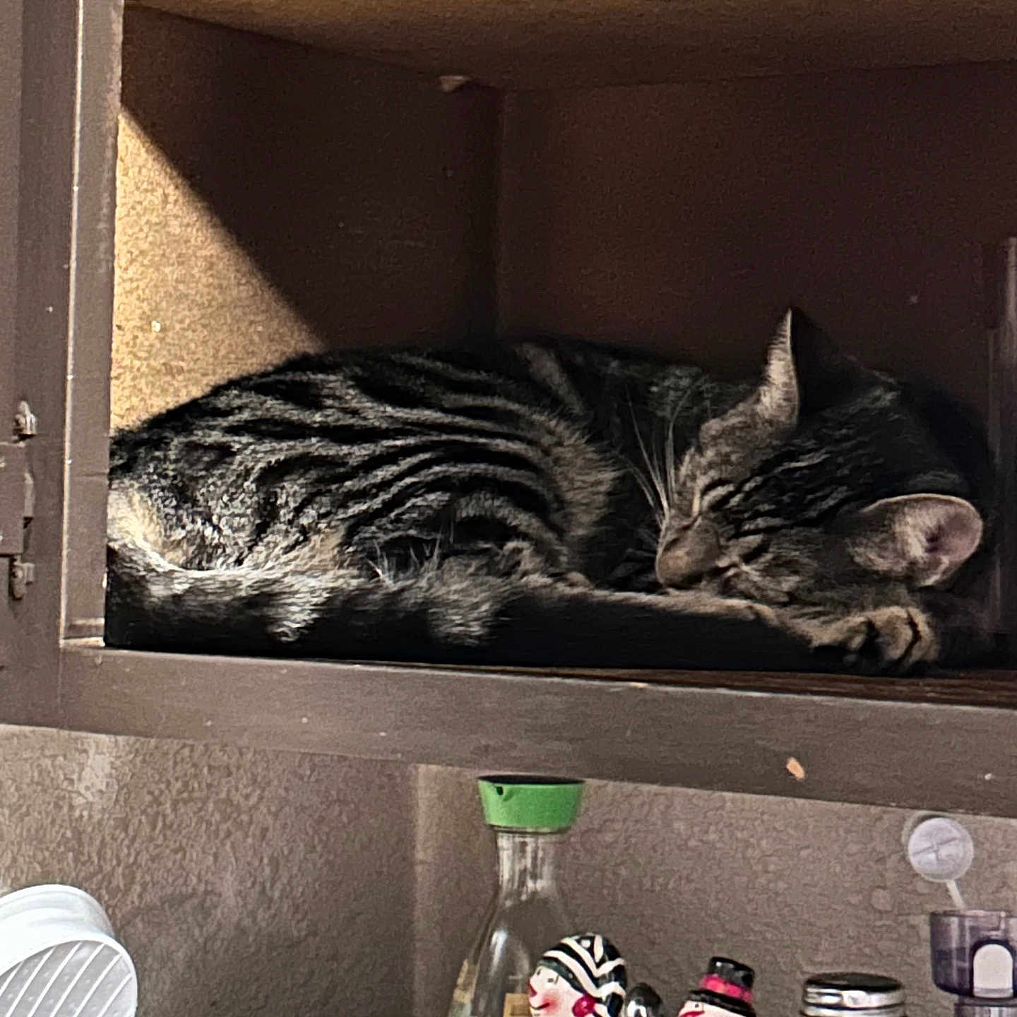Wednesday is registered to the contest to win money with this photo: cat, tabby_cat, sleeping, wooden_shelf, figurines, snowman, chalk, indoor, cozy, home, decor, curled_up, feline, quiet, resting, shelf_cubby, table, bottle, container, relaxation