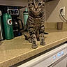 Wednesday joined the competition — help win amazing prizes! cat, kitten, tabby, kitchen, countertop, coffee_maker, water_bottle, dishwasher, appliance, whiskers, curious, domestic, indoor, pet, animal, feline, sitting, brown, striped, closeup