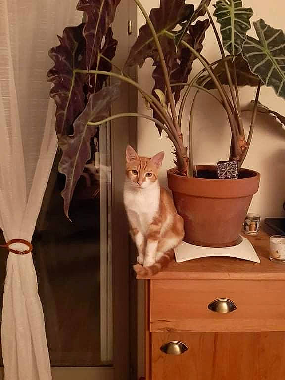Bilbo participe au concours pour gagner de l'argent avec cette photo : cabinetry, carnivore, cat, chair, drawer, dresser, fawn, felidae, flowerpot, furniture, hardwood, houseplant, interior_design, plant, shelf, small_to_medium_sized_cats, table, tree, twig, wood