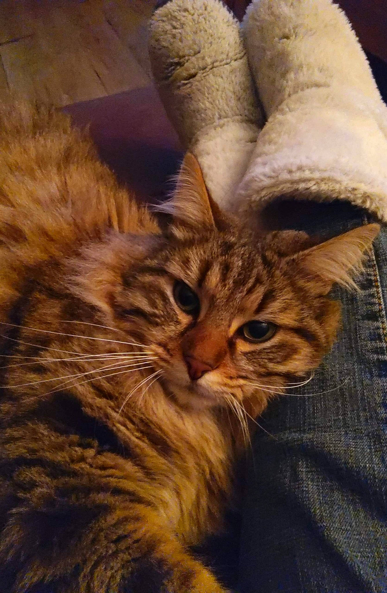 Opie participe au concours pour gagner de l'argent avec cette photo : carnivore, cat, claw, close_up, comfort, couch, domestic_short_haired_cat, fawn, felidae, fur, gesture, pattern, paw, small_to_medium_sized_cats, snout, tail, terrestrial_animal, trunk, whiskers, wood