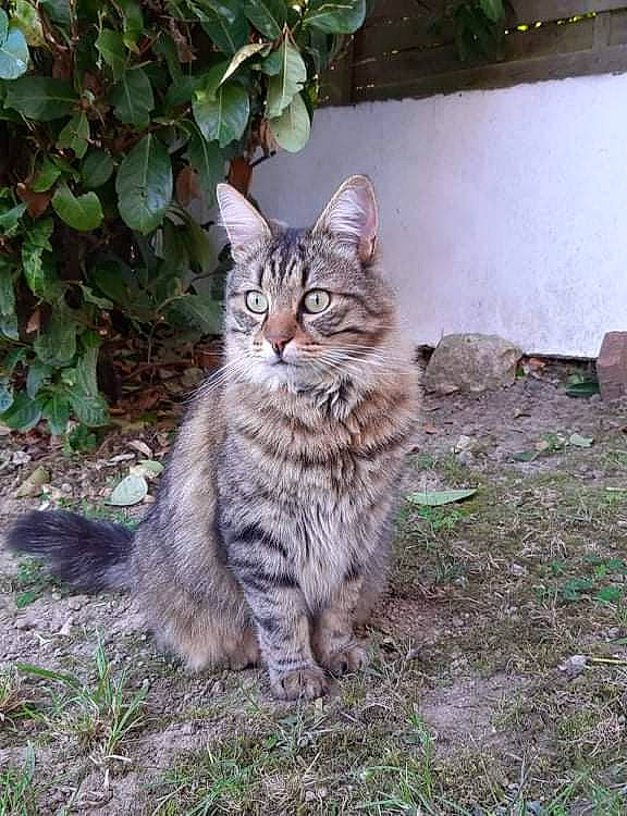 Opie a rejoint le concours — aidez-le/la à gagner de superbes lots ! carnivore, cat, domestic_short_haired_cat, felidae, fur, grass, groundcover, plant, sitting, small_to_medium_sized_cats, soil, tail, terrestrial_animal, tree, whiskers, wildlife