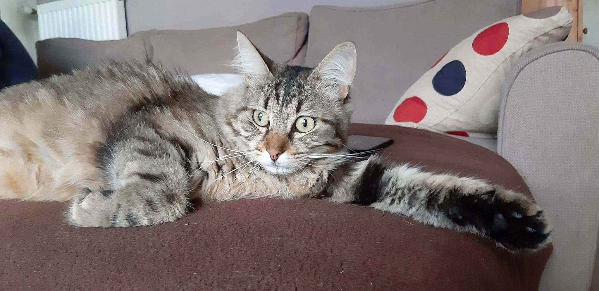 Opie participe au concours pour gagner de l'argent avec cette photo : bed, bedding, carmine, carnivore, cat, cat_supply, claw, comfort, couch, domestic_short_haired_cat, felidae, fur, grey, mammal, paw, small_to_medium_sized_cats, snout, tail, vertebrate, whiskers