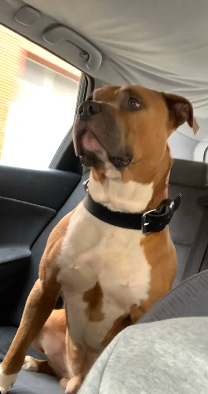 Tim participe au concours pour gagner de l'argent avec cette photo : canidae, car, car_seat, car_seat_cover, carnivore, collar, companion_dog, dog, dog_breed, dog_collar, dog_supply, fawn, pet_supply, snout, sporting_group, vehicle, vehicle_door, whiskers, window, working_animal