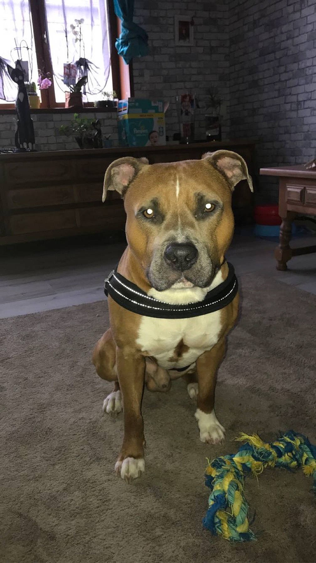 Tim a rejoint le concours — aidez-le/la à gagner de superbes lots ! canidae, carnivore, collar, companion_dog, dog, dog_breed, dog_clothes, dog_collar, fawn, flooring, hat, molosser, pet_supply, plant, snout, sporting_group, toy_dog, whiskers, working_animal, working_dog