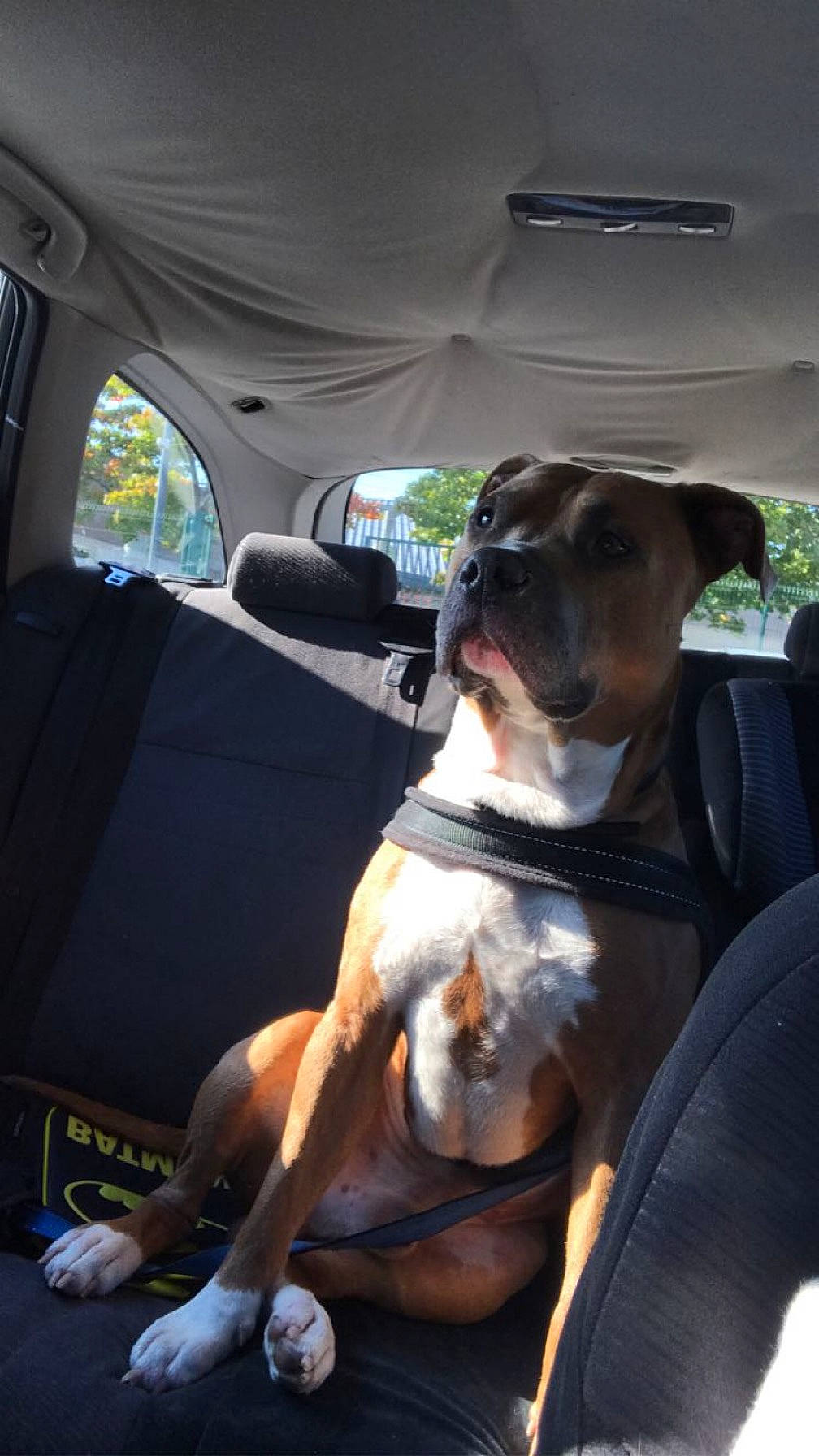 Tim a rejoint le concours — aidez-le/la à gagner de superbes lots ! auto_part, automotive_exterior, car, car_seat, car_seat_cover, carnivore, collar, comfort, companion_dog, dog, dog_breed, dog_collar, family_car, fawn, head_restraint, motor_vehicle, seat_belt, snout, vehicle, vehicle_door