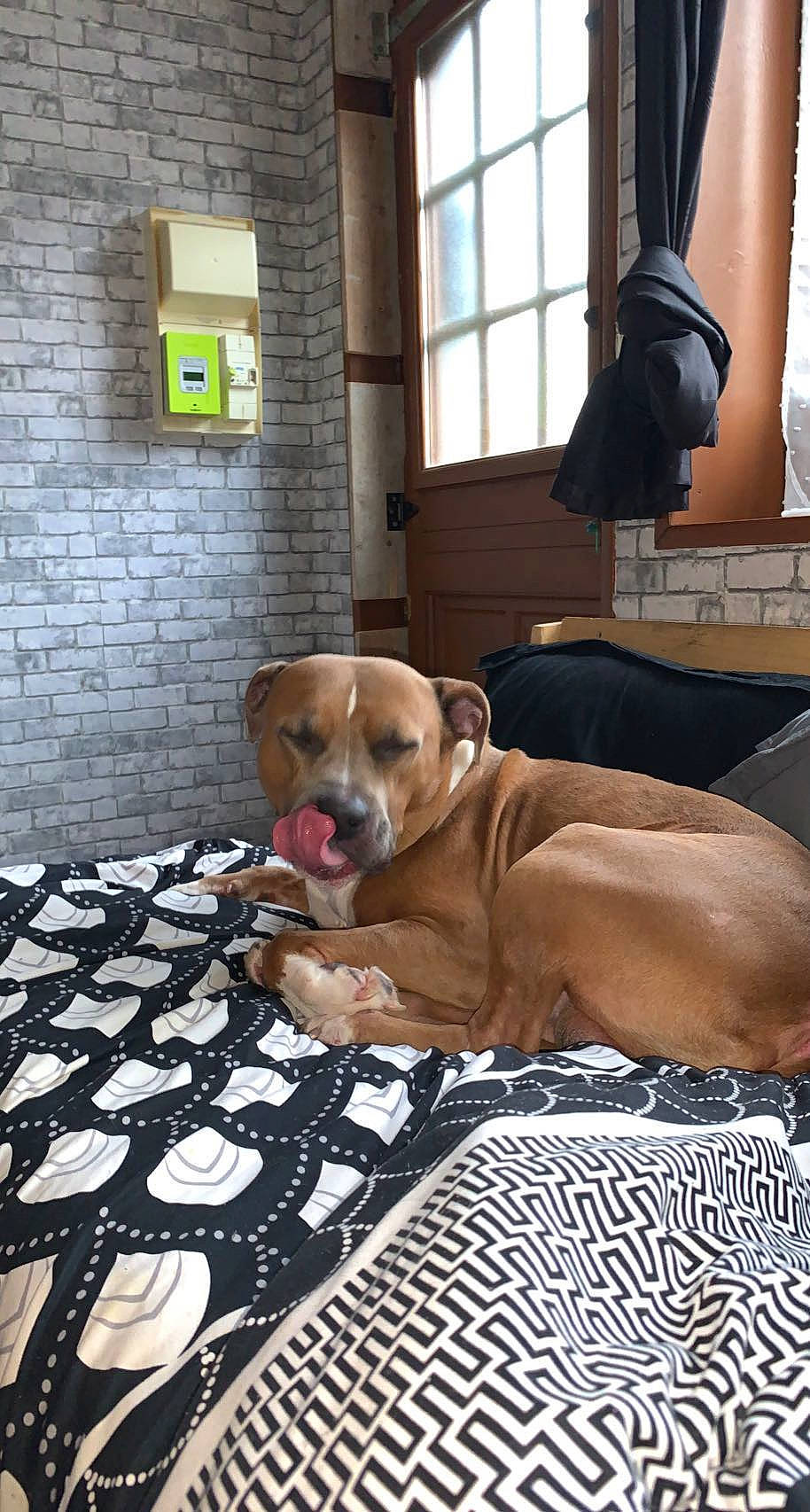 Tim a rejoint le concours — aidez-le/la à gagner de superbes lots ! canidae, carnivore, chair, collar, comfort, companion_dog, dog, dog_breed, dog_collar, dog_supply, fawn, flooring, guard_dog, hardwood, pet_supply, snout, sporting_group, window, wood, working_animal