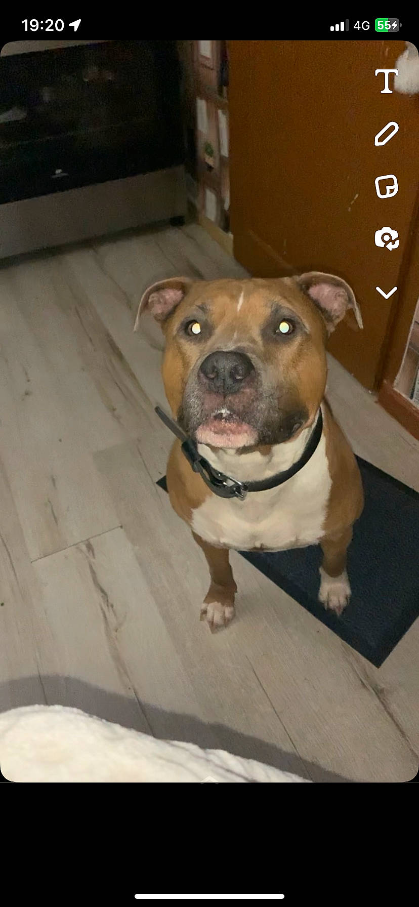 Tim a rejoint le concours — aidez-le/la à gagner de superbes lots ! canidae, carnivore, collar, companion_dog, dog, dog_breed, dog_collar, fawn, flooring, fur, hardwood, molosser, non_sporting_group, pet_supply, snout, sporting_group, whiskers, wood, working_animal, working_dog