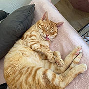 Crokmou a rejoint le concours — aidez-le/la à gagner de superbes lots ! cat, orange_tabby, sleeping, tongue_out, cozy, blanket, pillow, indoor, pet, fur, relaxed, cute, domestic_cat, feline, resting, soft_texture, home, comfort, paw, whiskers