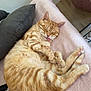 cat, orange_tabby, sleeping, tongue_out, cozy, blanket, pillow, indoor, pet, fur, relaxed, cute, domestic_cat, feline, resting, soft_texture, home, comfort, paw, whiskers