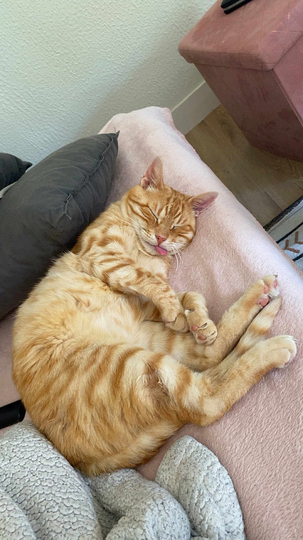 Crokmou a rejoint le concours — aidez-le/la à gagner de superbes lots ! cat, orange_tabby, sleeping, tongue_out, cozy, blanket, pillow, indoor, pet, fur, relaxed, cute, domestic_cat, feline, resting, soft_texture, home, comfort, paw, whiskers