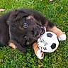 puppy, dog, black_and_tan, fluffy, grass, outdoors, soccer_ball, playful, cute, lying_down, pet, animal, greenery, lawn, autumn_leaves, portrait, closeup, brown_fur, black_fur, sports