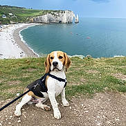 Scary a rejoint le concours — aidez-le/la à gagner de superbes lots ! beagle, dog, canine, pet, leash, grass, dirt, cliff, coast, ocean, water, sky, cloud, rock, nature, outdoor, landscape, scenic, travel, vacation